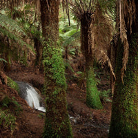 Guided Rainforest and Mindfulness Tour